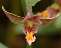 Large orangey flowers on this terrestrial orchid